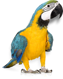 Papagei