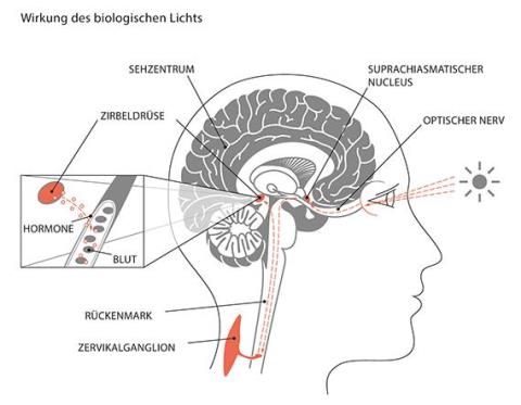 Wirkung biologischen Lichts